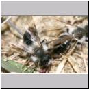 Andrena vaga - Weiden-Sandbiene -11- 01.jpg